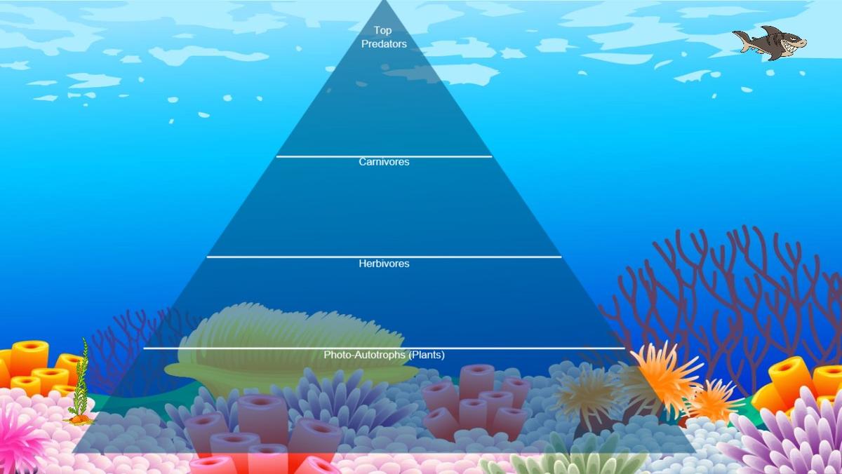 Ocean Ecological Pyramid