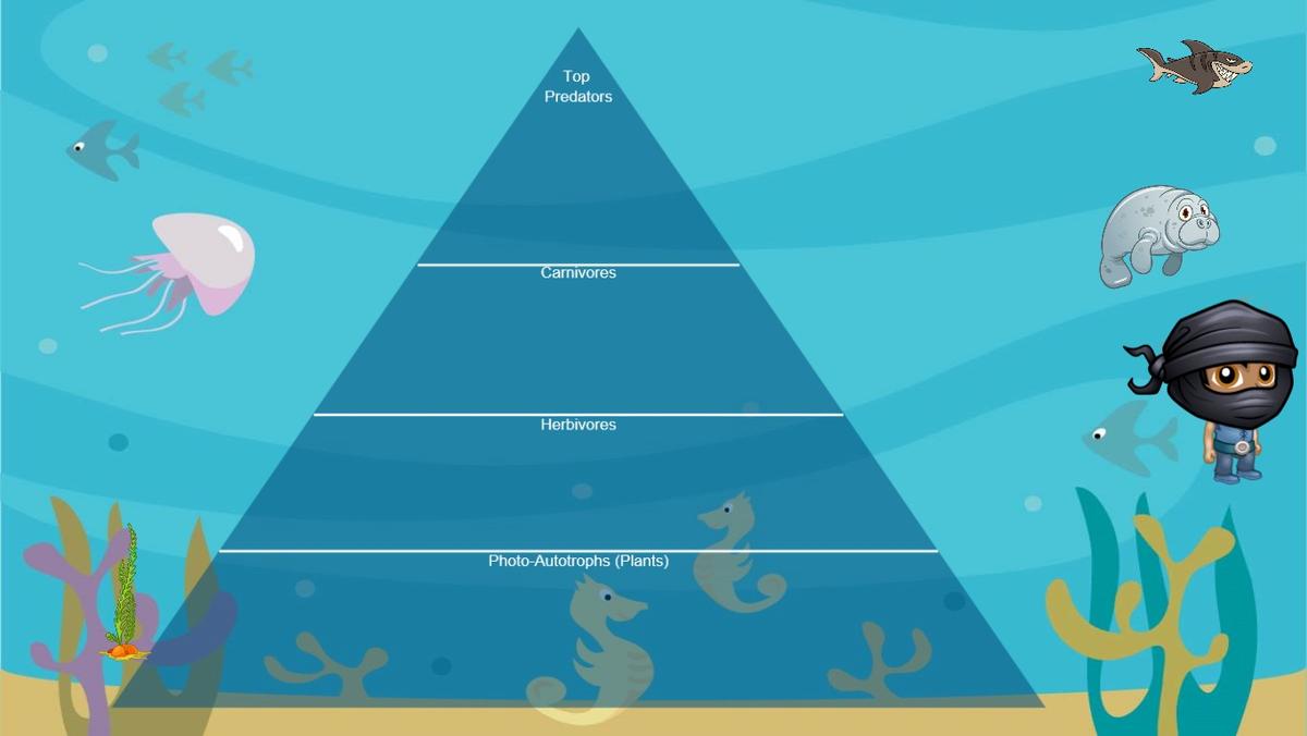 Ocean Ecological Pyramid