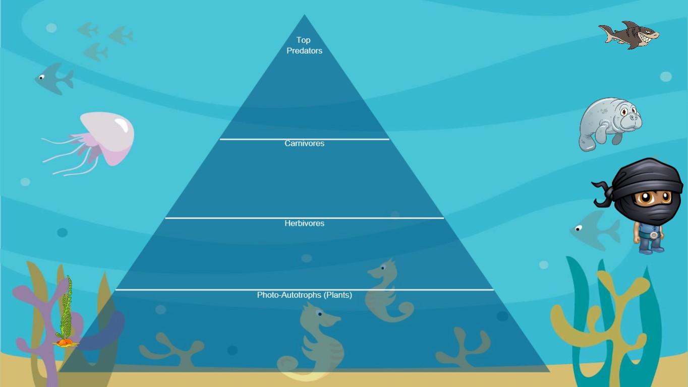 Ocean Ecological Pyramid