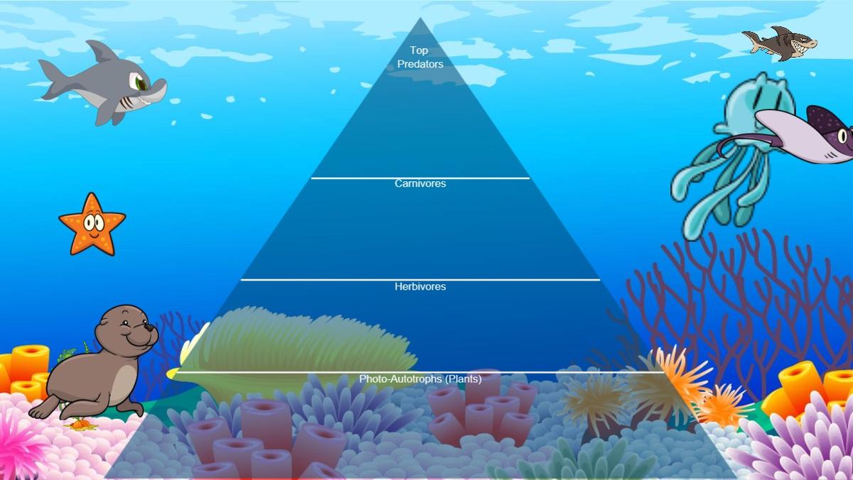 Ocean Ecological Pyramid