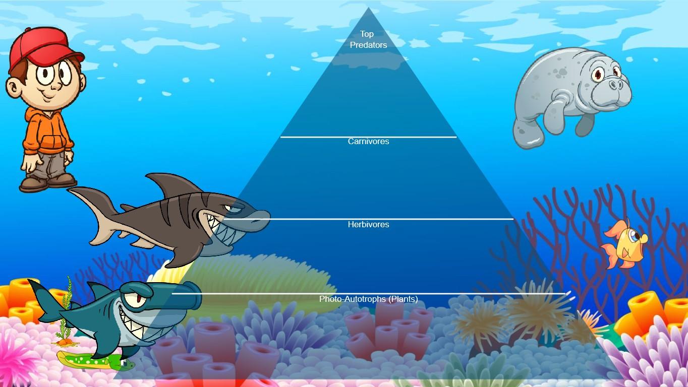 Ocean Ecological Pyramid