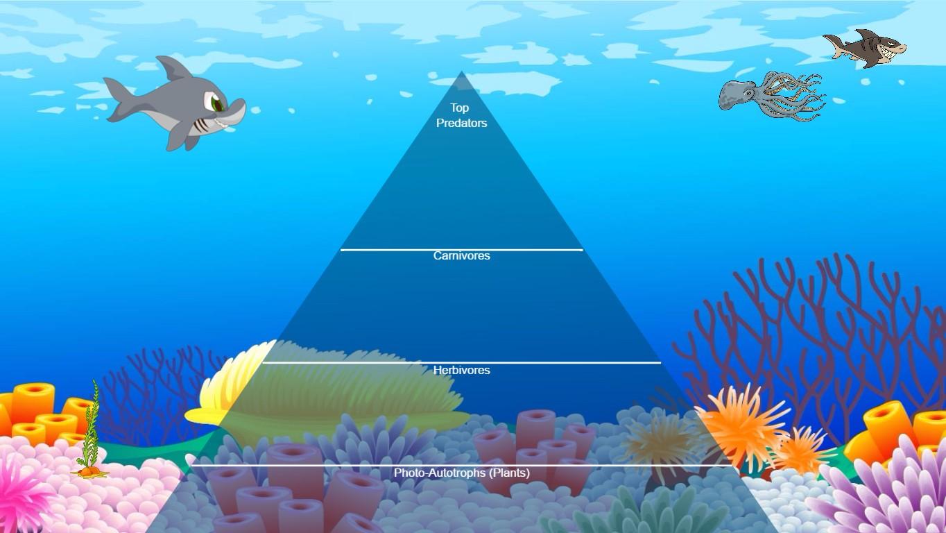 Ocean Ecological Pyramid