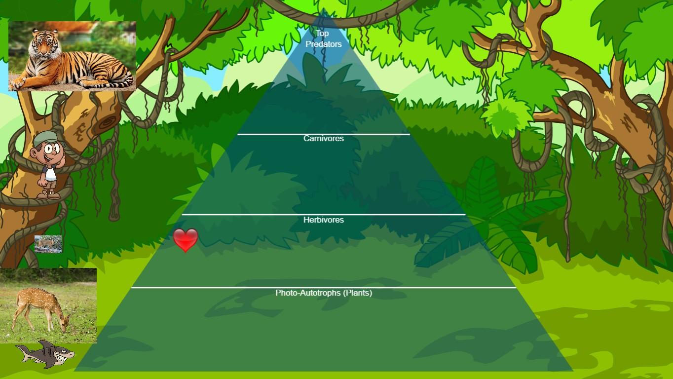 Jungle Ecological Pyramid