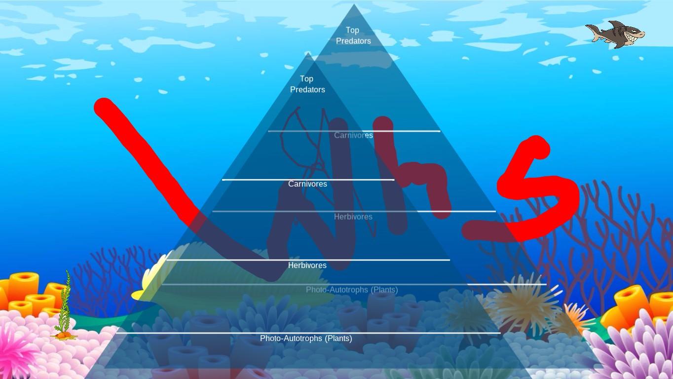 Ocean Ecological Pyramid