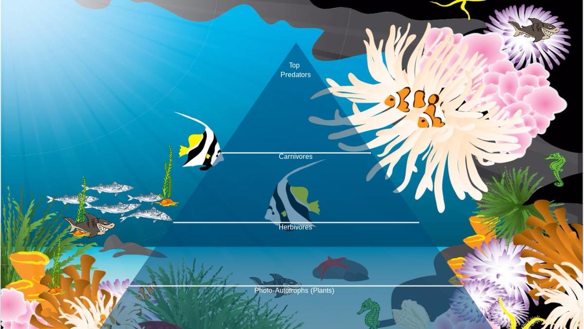 Ocean Ecological Pyramid