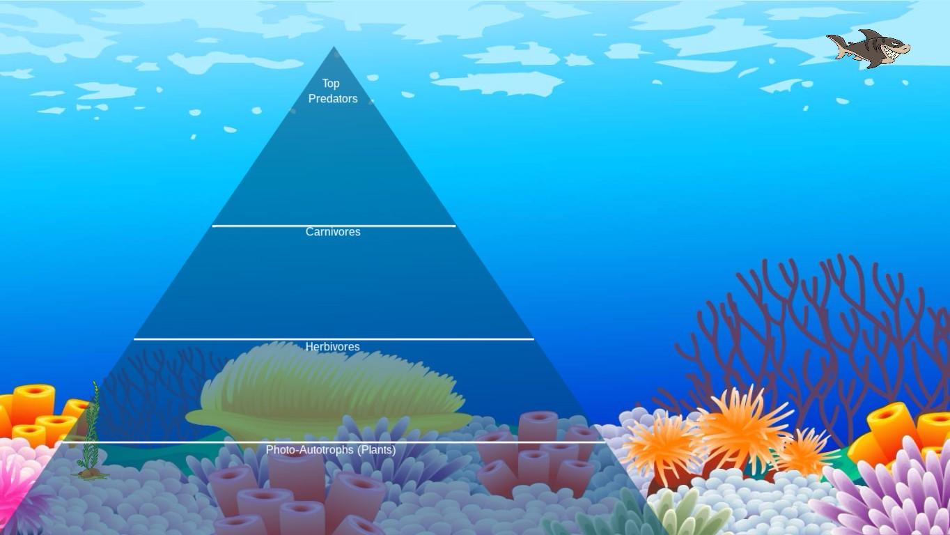 Ocean Ecological Pyramid