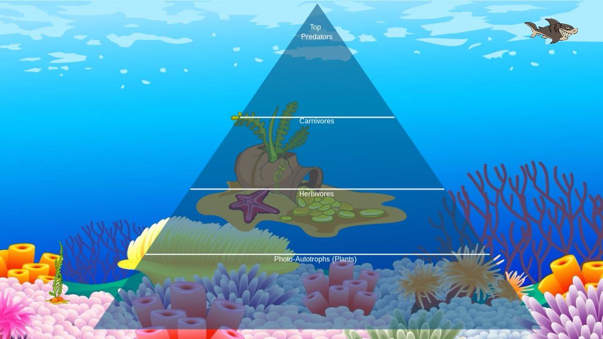 Ocean Ecological Pyramid