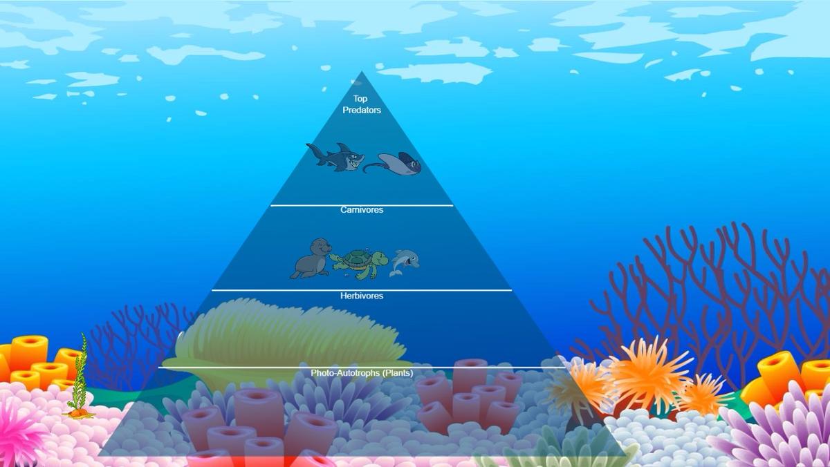 Ocean Ecological Pyramid