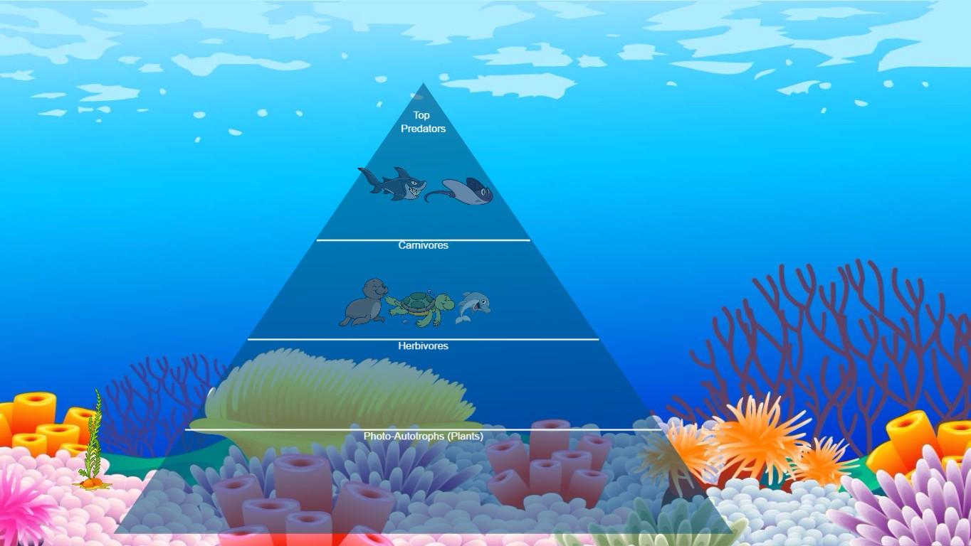 Ocean Ecological Pyramid