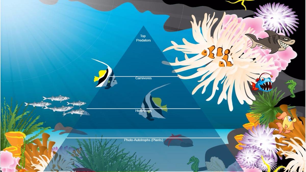 Ocean Ecological Pyramid