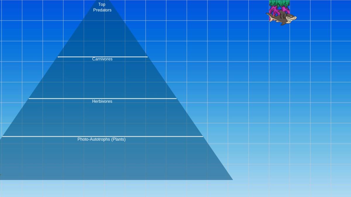 Ocean Ecological Pyramid