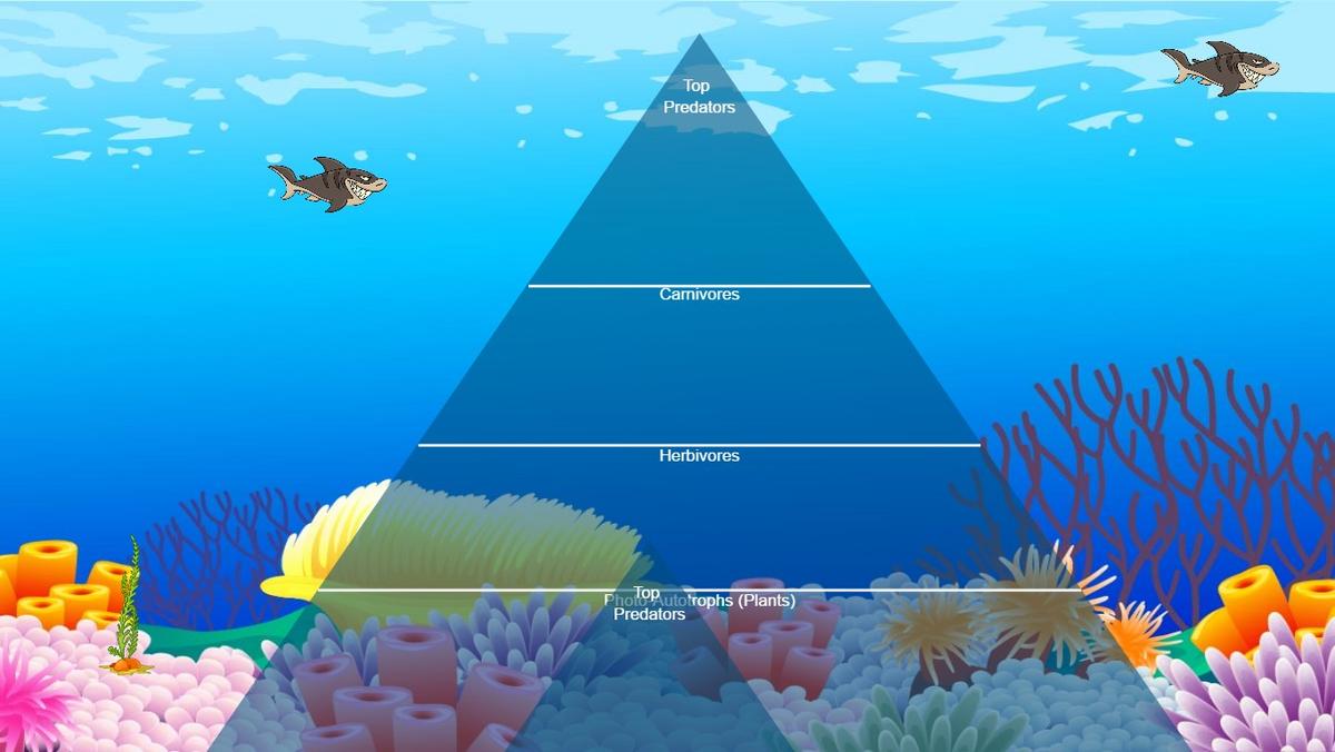 Ocean Ecological Pyramid