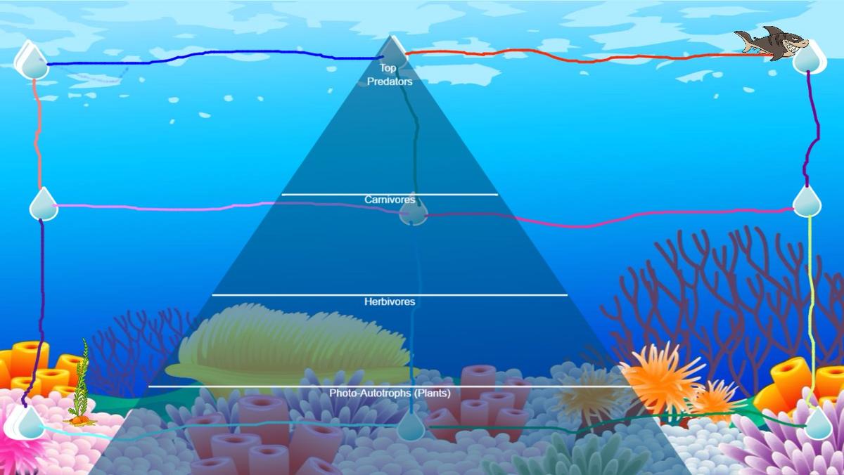 Ocean Ecological Pyramid