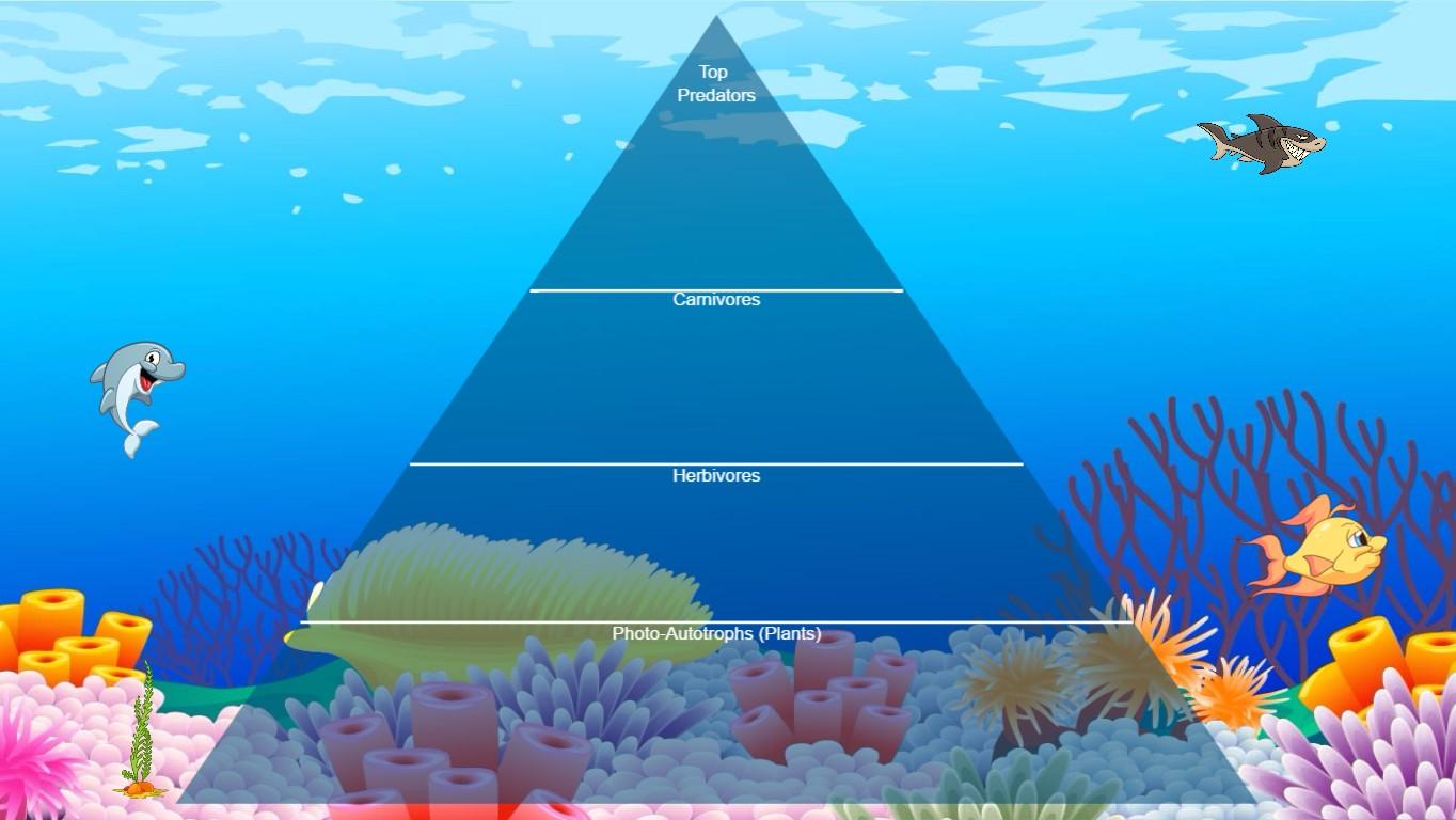 Ocean Ecological Pyramid