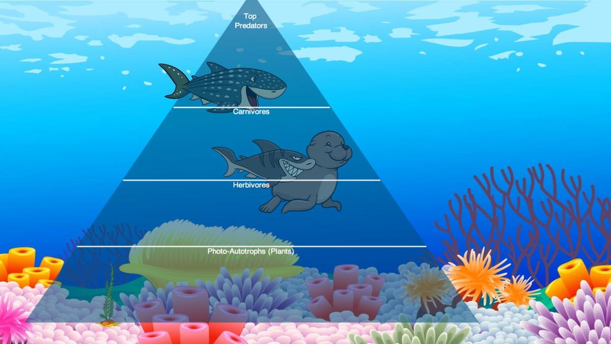 Ocean Ecological Pyramid