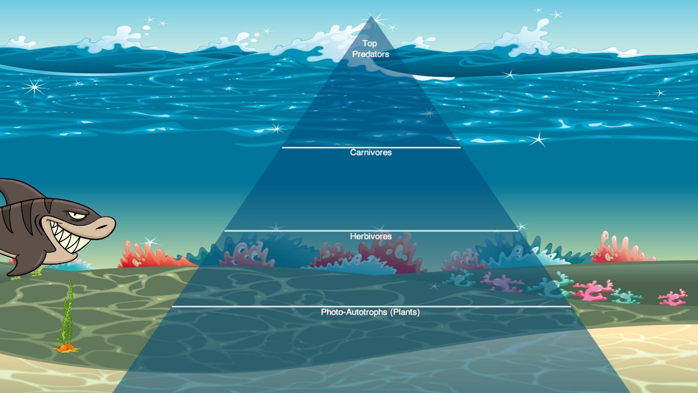 Ocean Ecological Pyramid