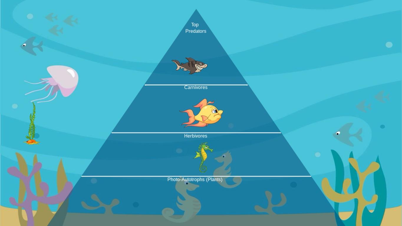 Ocean Ecological Pyramid