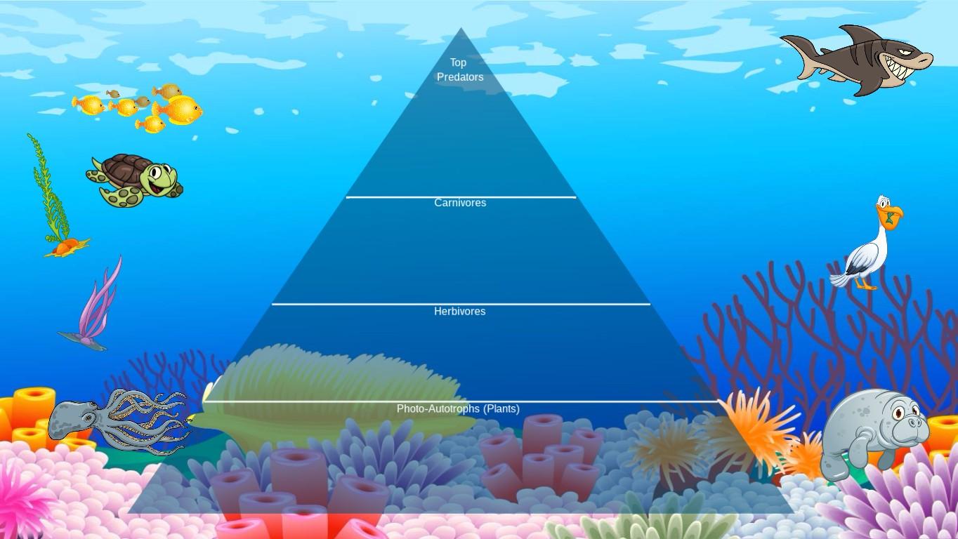 Ocean Ecological Pyramid