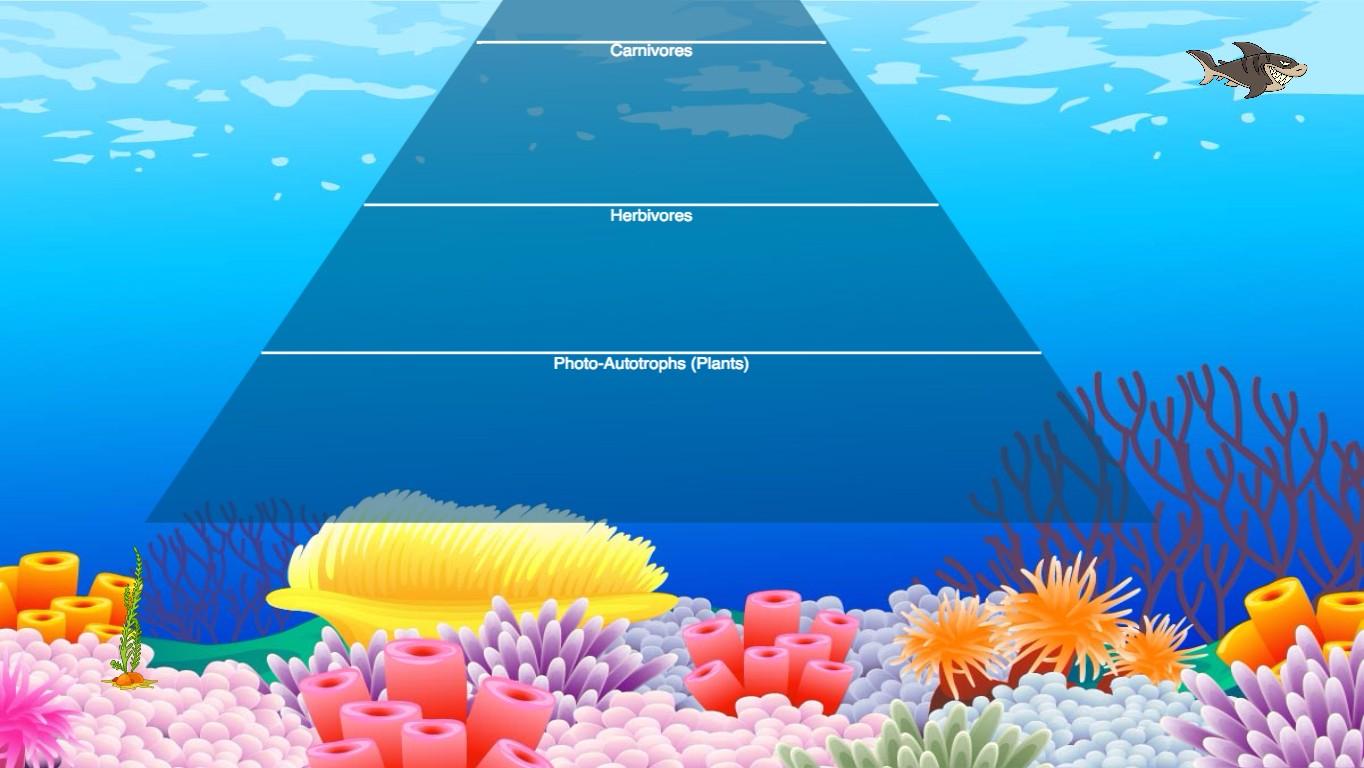 Ocean Ecological Pyramid