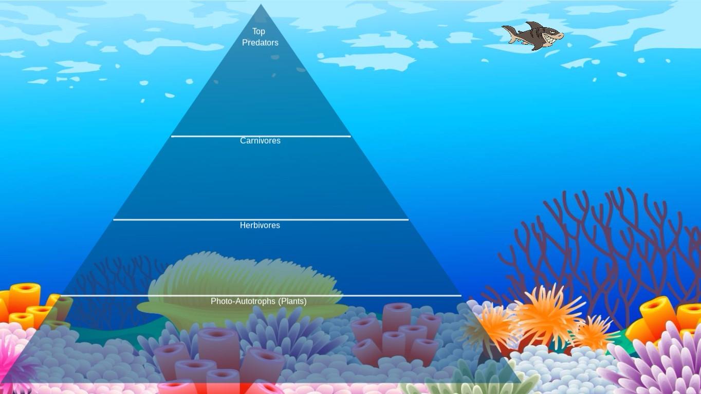 Ocean Ecological Pyramid