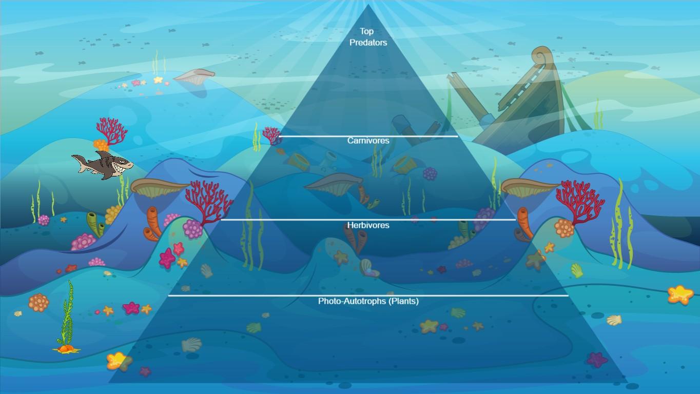 Ocean Ecological Pyramid