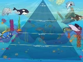 Ecological Pyramid 