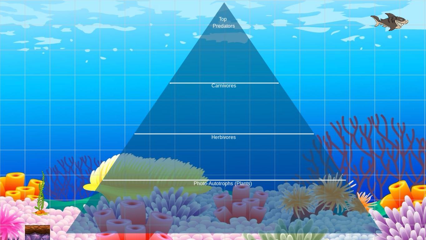 Ocean Ecological Pyramid