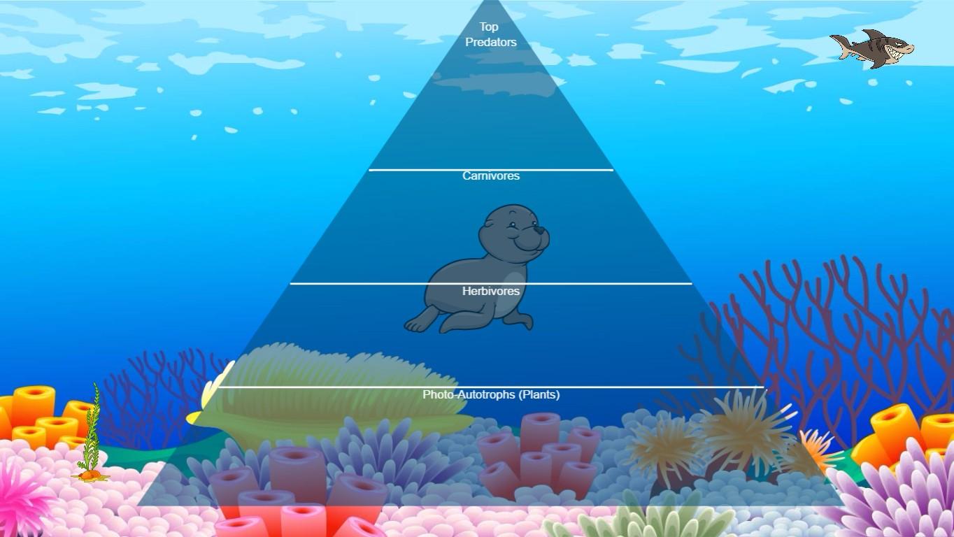 Ocean Ecological Pyramid