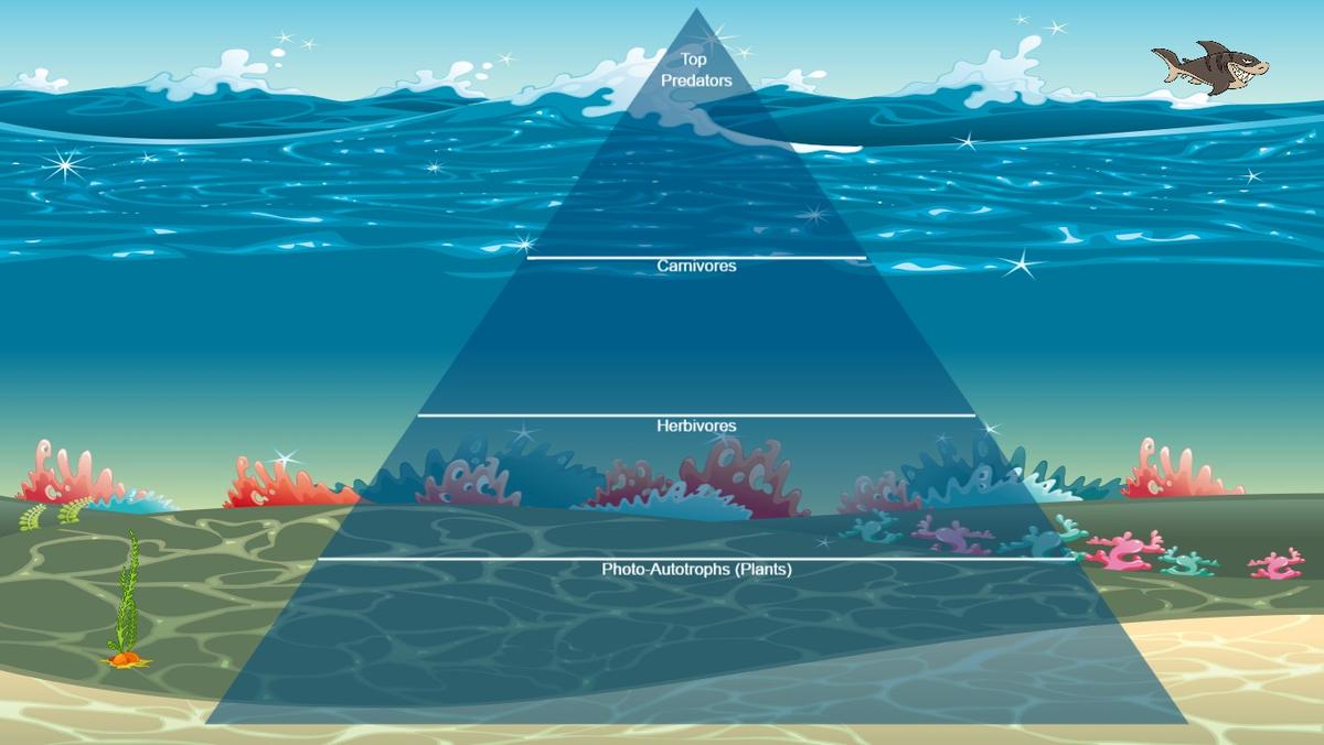 Ocean Ecological Pyramid