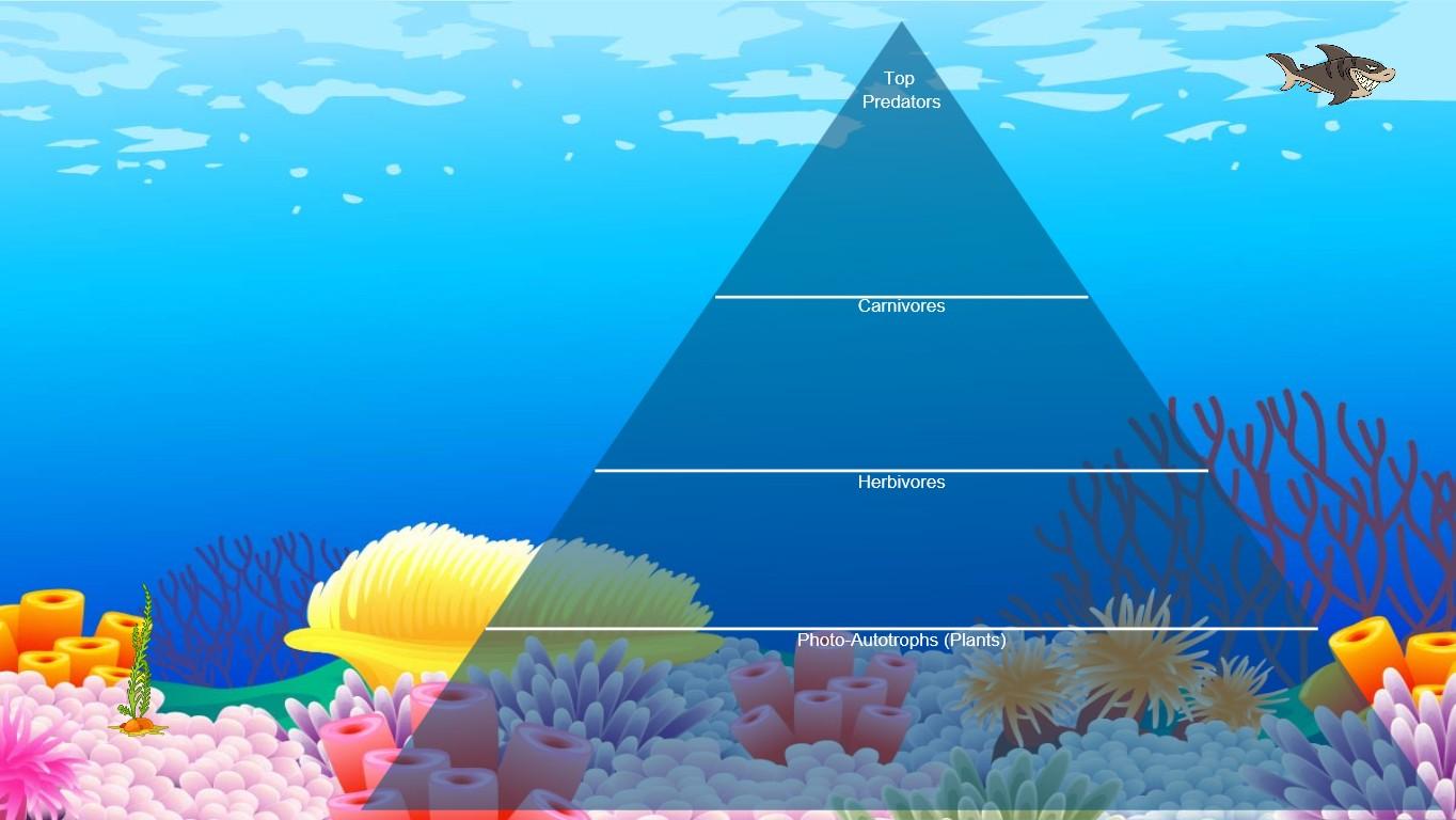 Ocean Ecological Pyramid