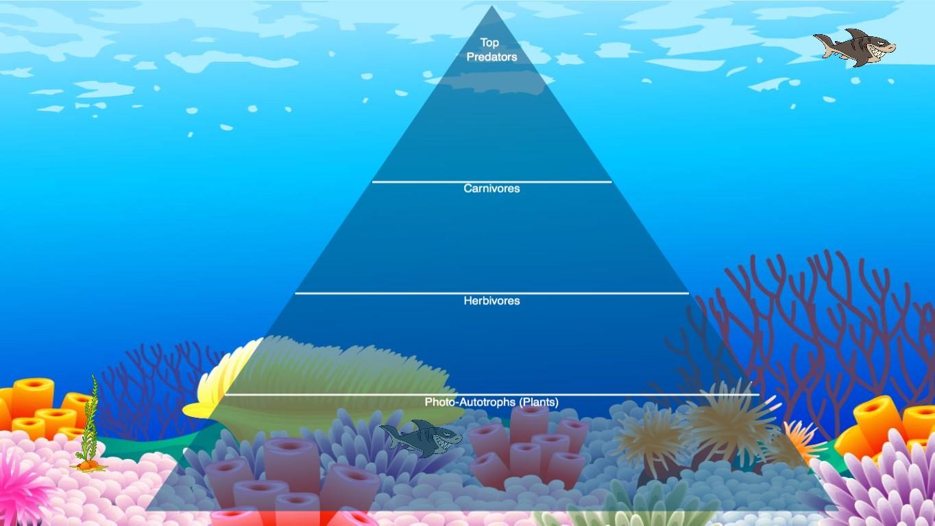 Ocean Ecological Pyramid