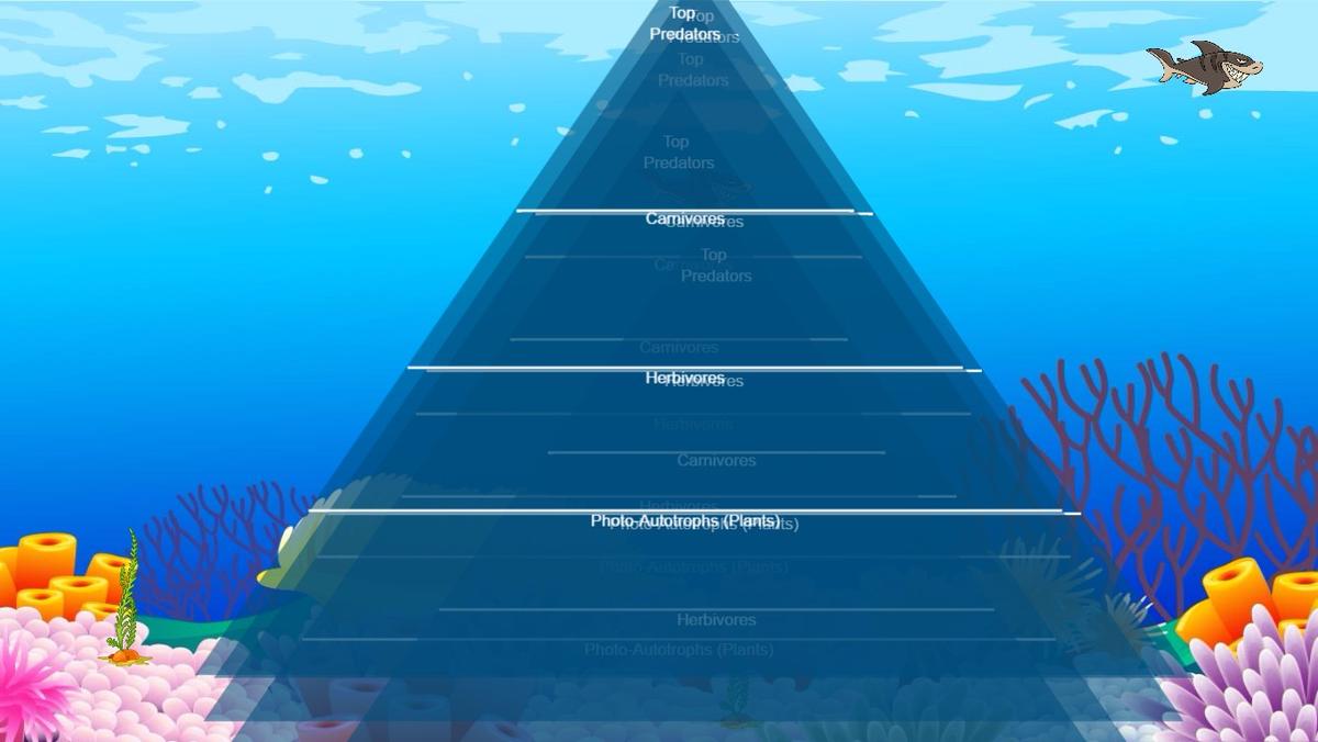 Ocean Ecological Pyramid