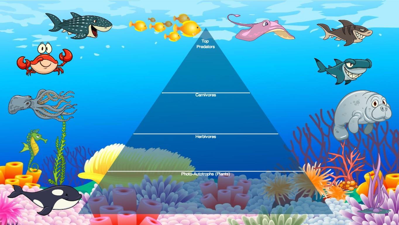 Ocean Ecological Pyramid