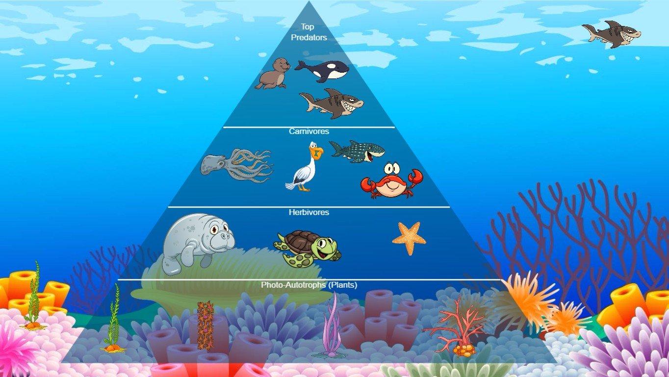 Ocean Ecological Pyramid