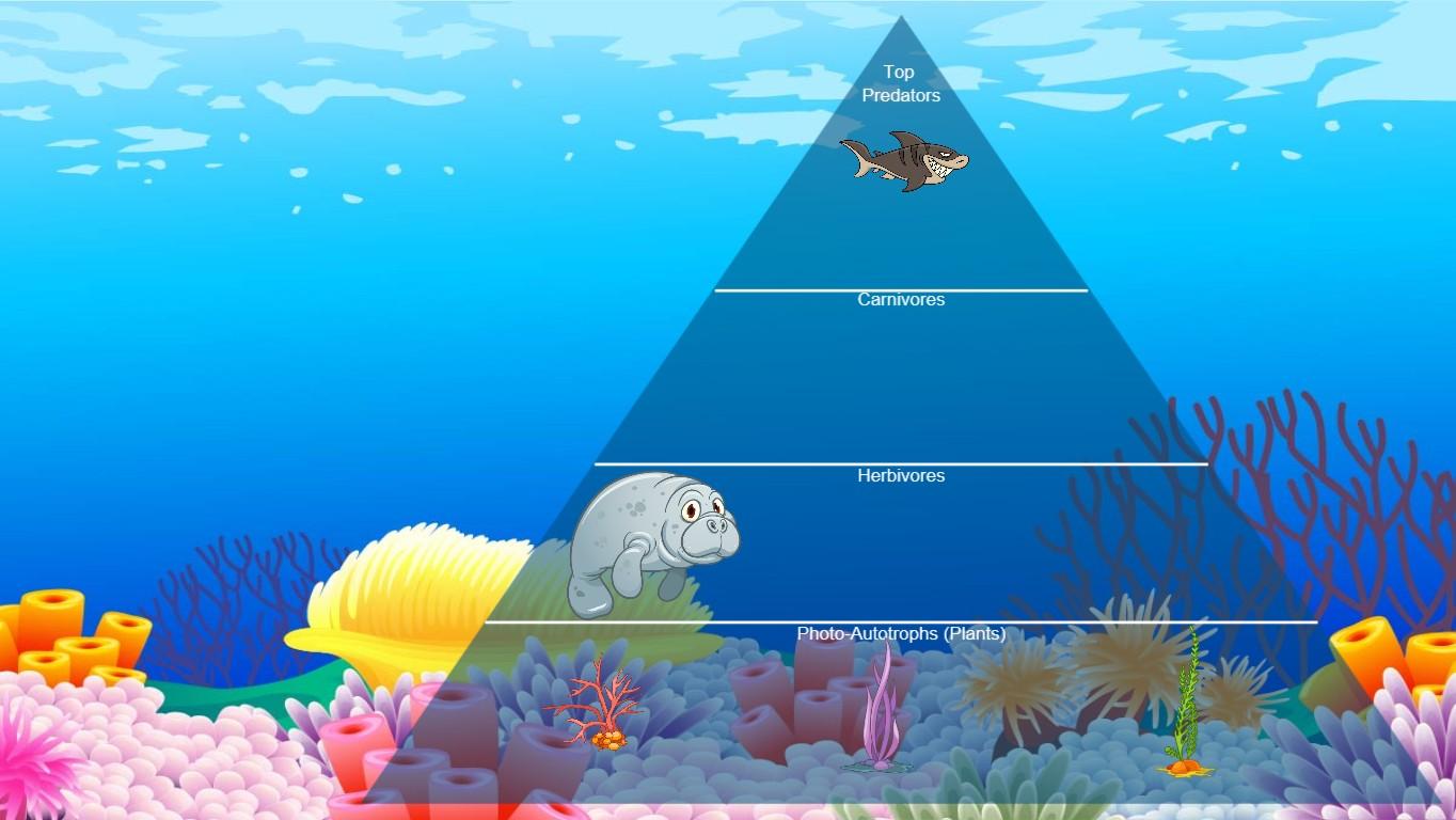 Ocean Ecological Pyramid