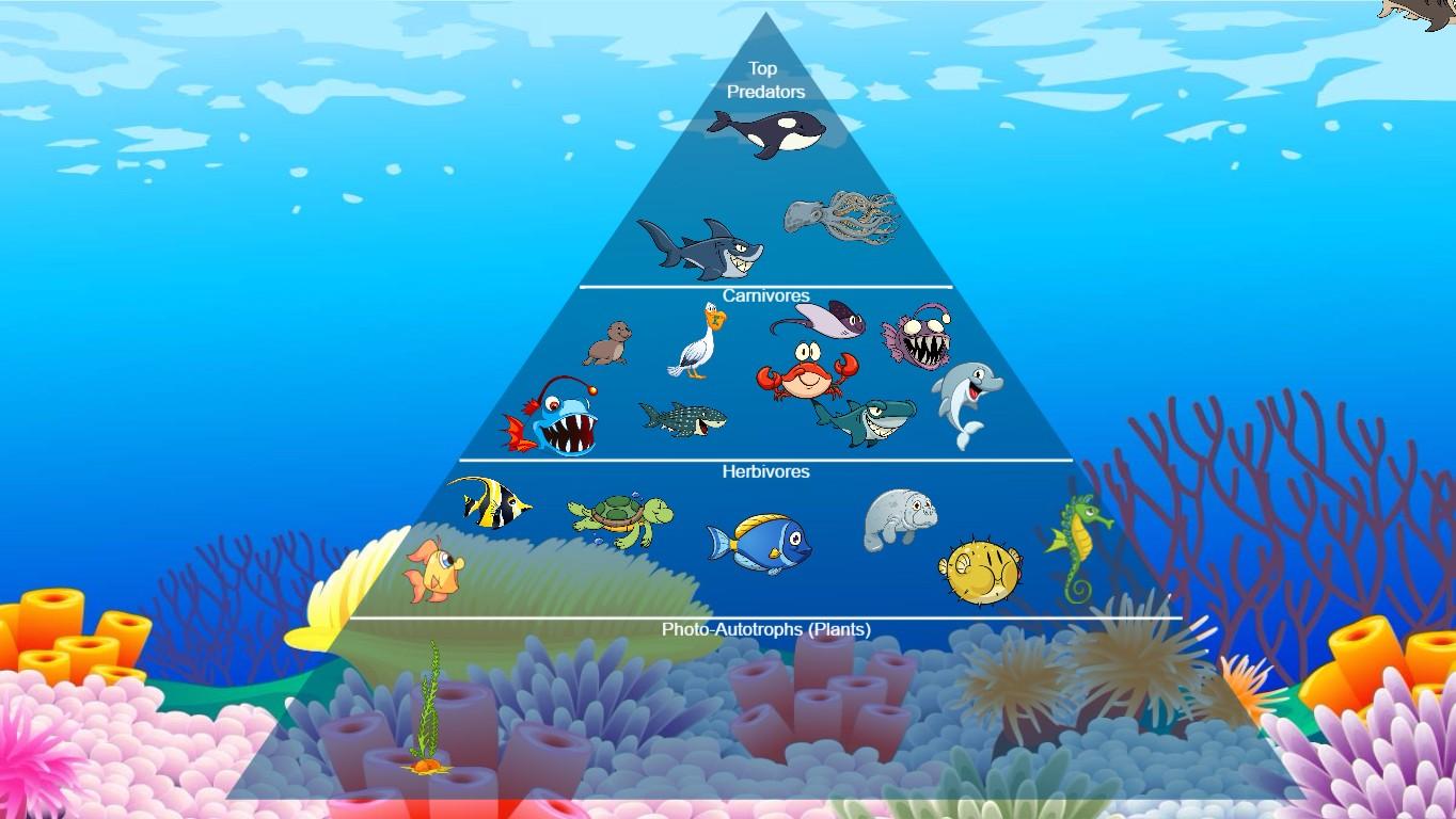 Ocean Ecological Pyramid