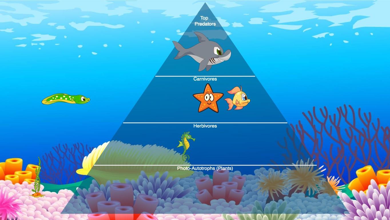 Ocean Ecological Pyramid