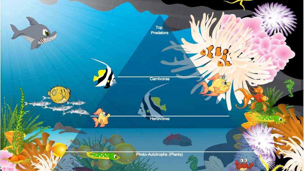 Ocean Ecological Pyramid