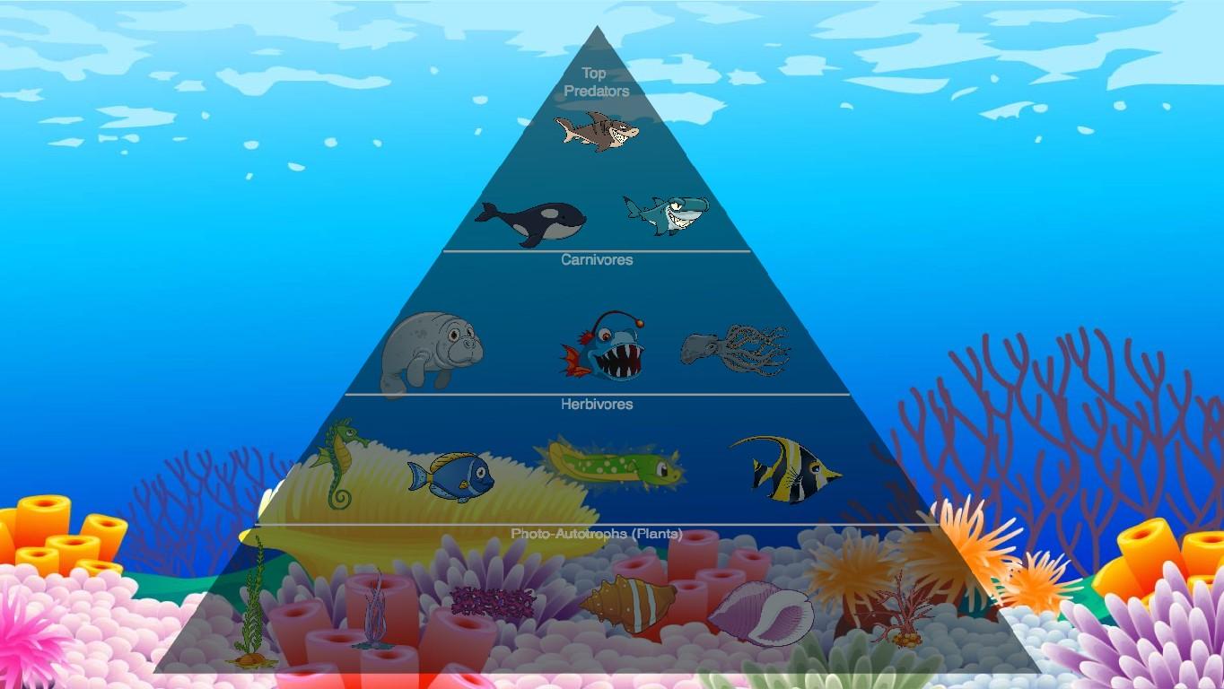 Ocean Ecological Pyramid