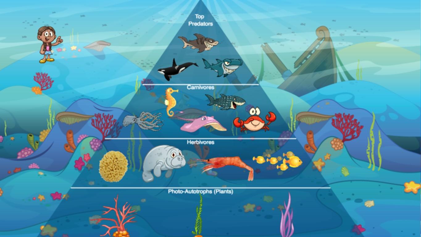 Ocean Ecological Pyramid