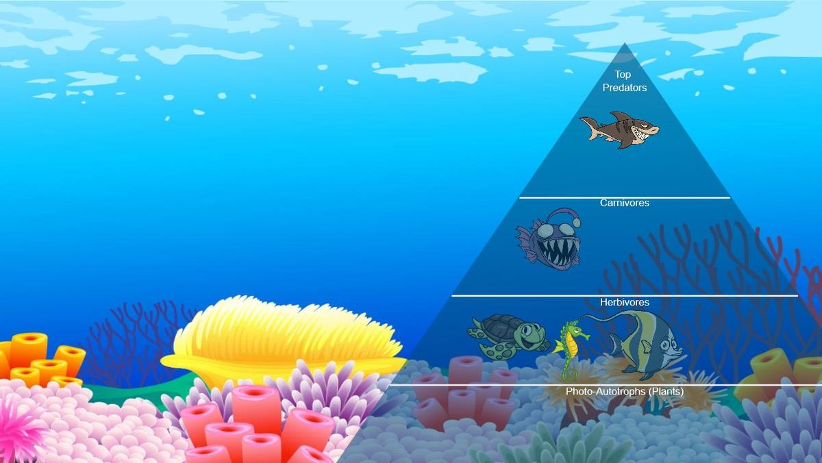 Ocean Ecological Pyramid