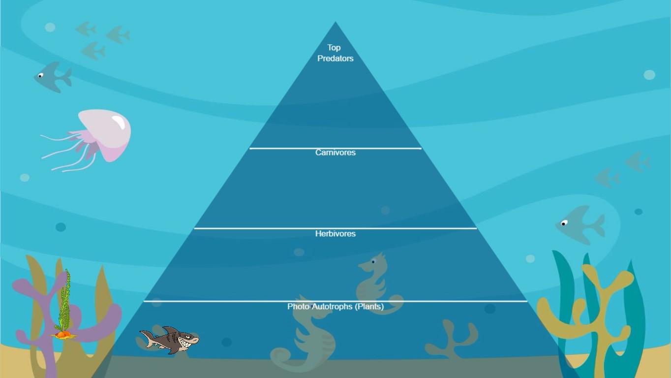 Ocean Ecological Pyramid