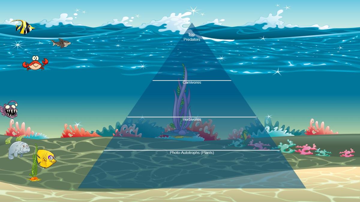 Ocean Ecological Pyramid