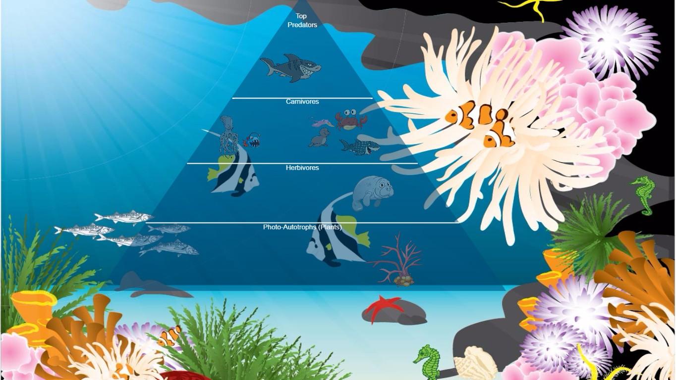 Ocean Ecological Pyramid