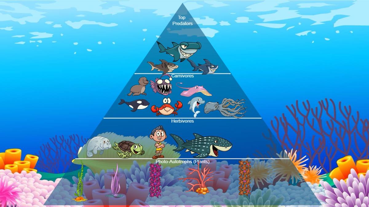 Ocean Ecological Pyramid