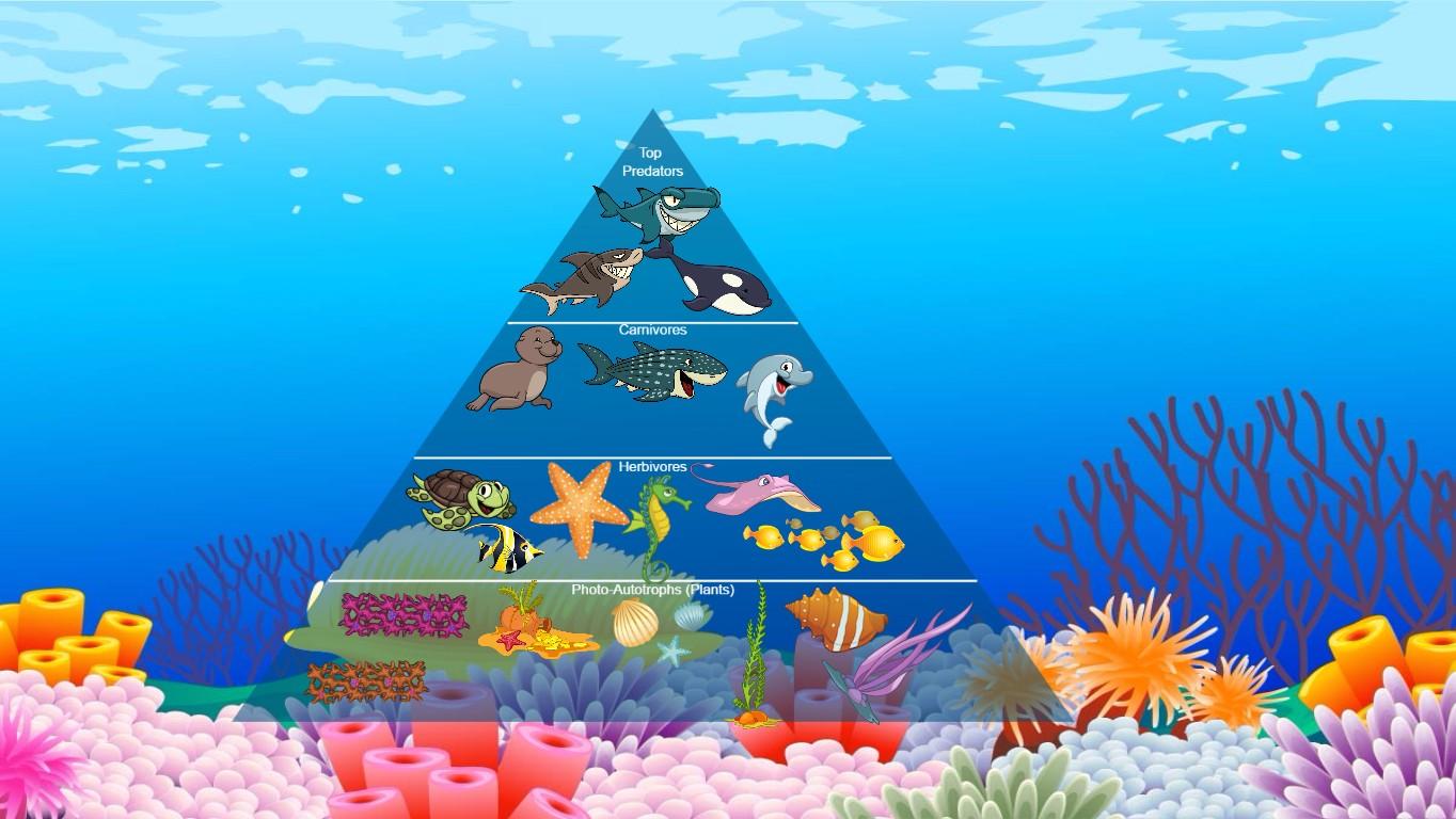 Ocean Ecological Pyramid