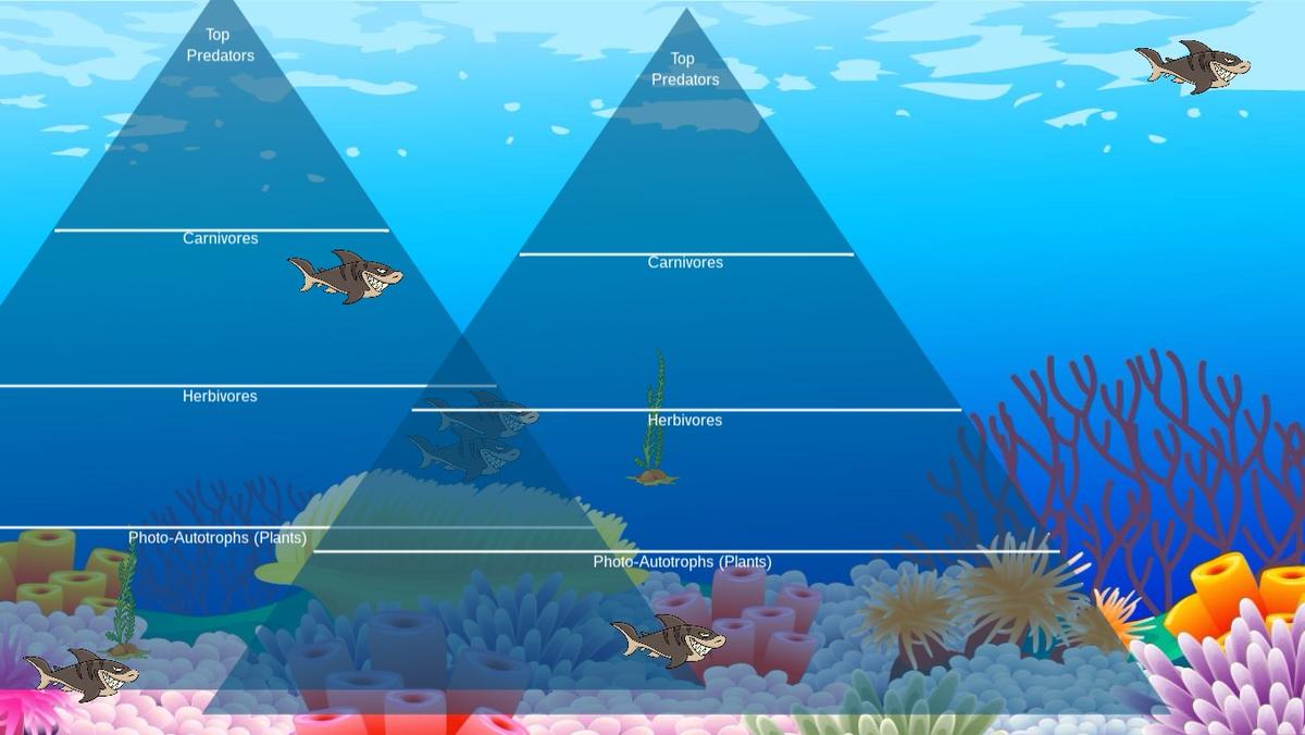 Ocean Ecological Pyramid