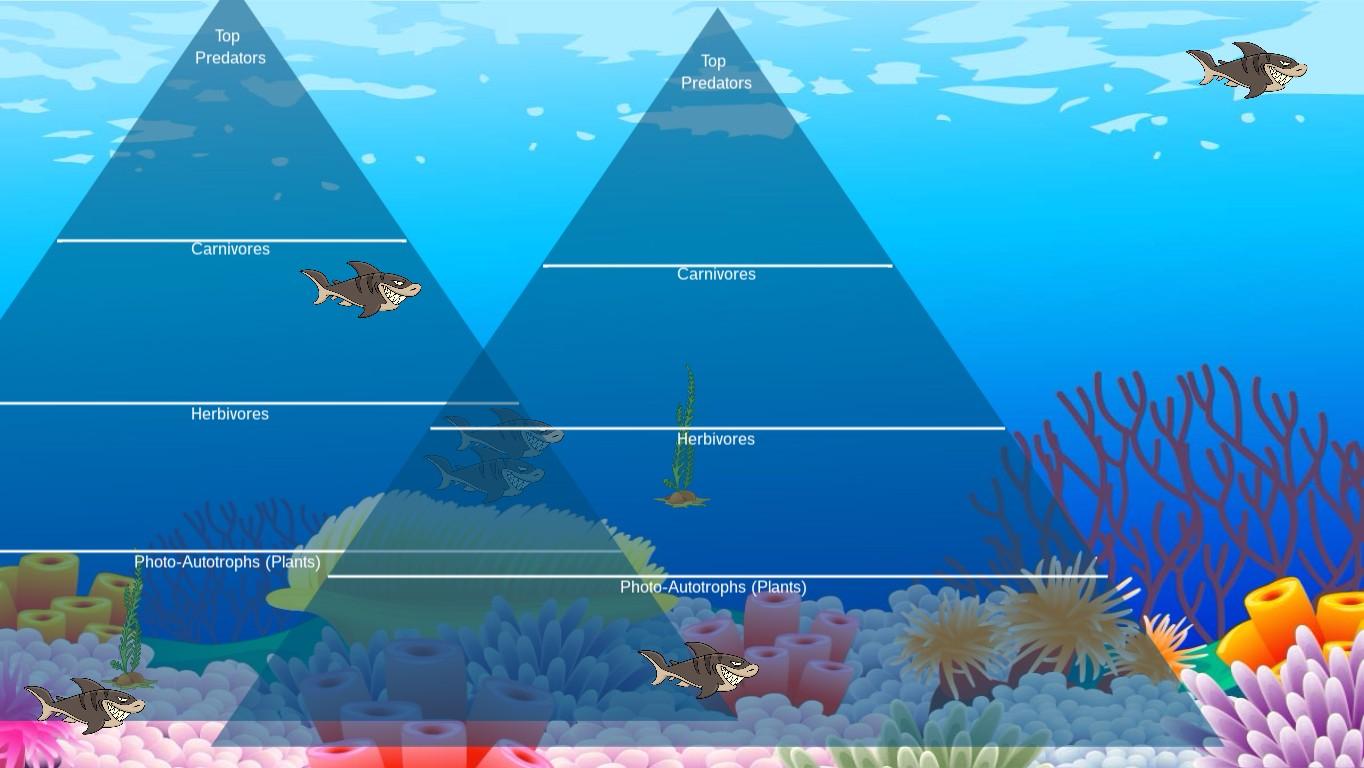 Ocean Ecological Pyramid