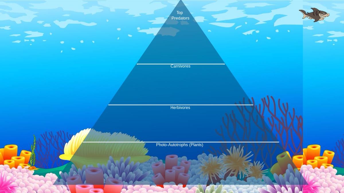 Ocean Ecological Pyramid