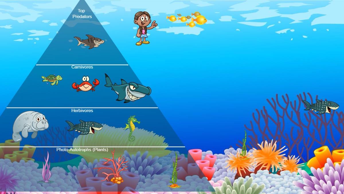 Ocean Ecological Pyramid